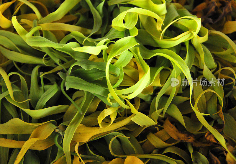 ylang-ylang petals